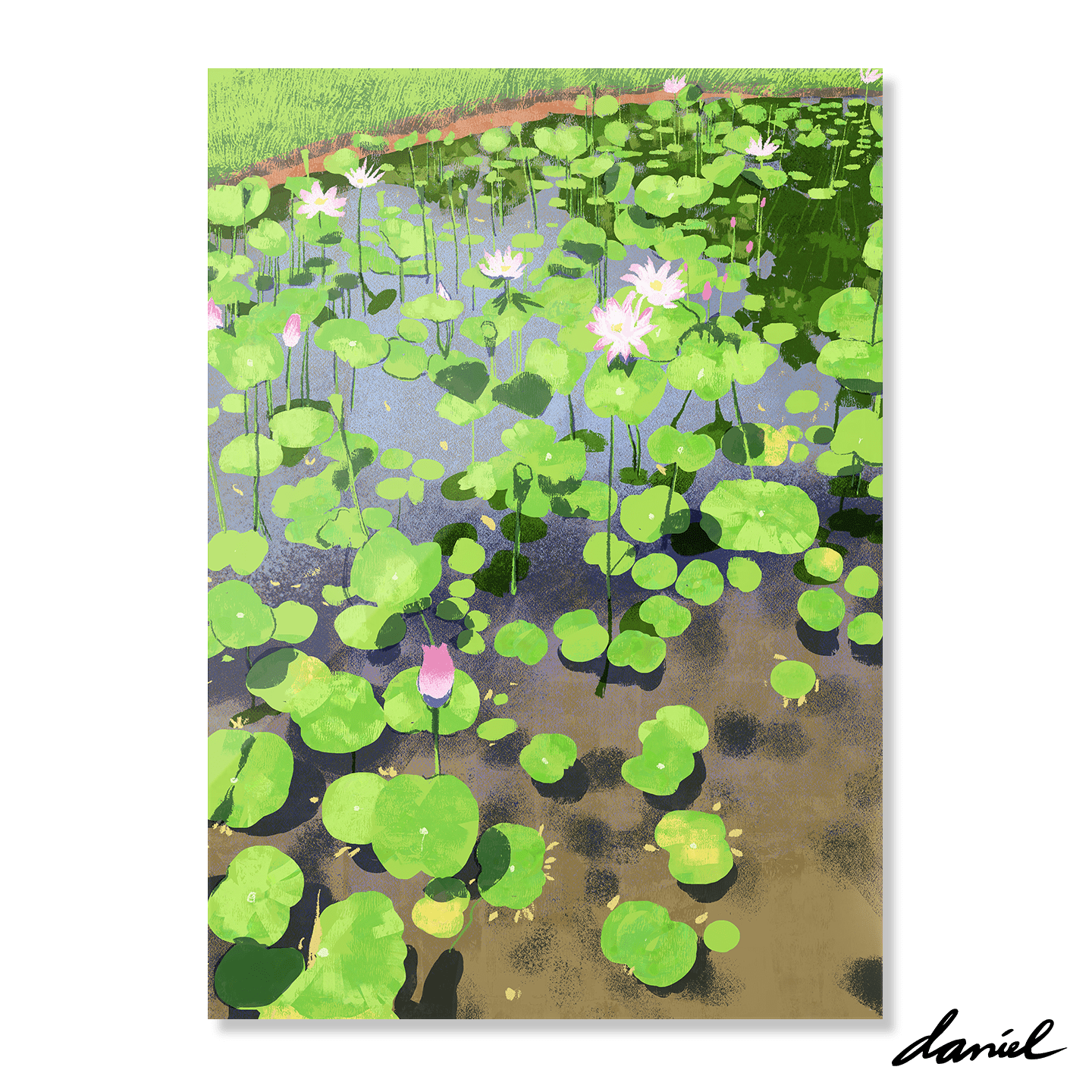 Blooming Lotus Pond
